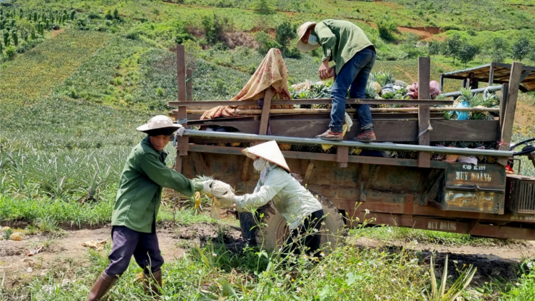 Nỗ lực chuyển đổi cây trồng, vật nuôi ở một xã vùng sâu tỉnh Đắk Lắk (7/6/2023)