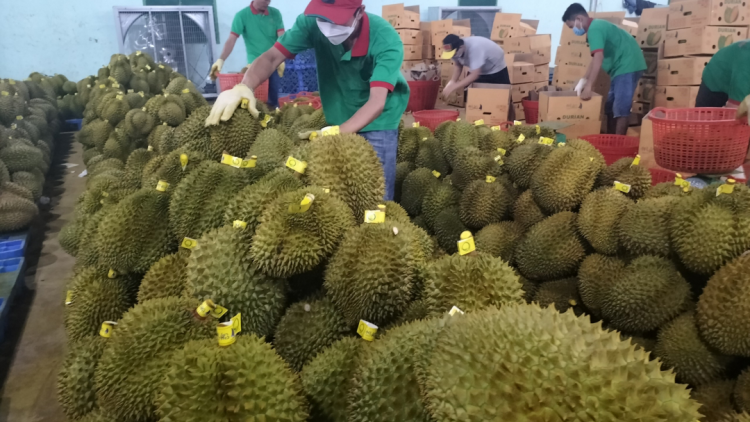 THỜI SỰ 18H CHIỀU 16/6/2023: Đồng Nai xuất khẩu chính ngạch 360 tấn sầu riêng đầu tiên sang thị trường Trung Quốc
