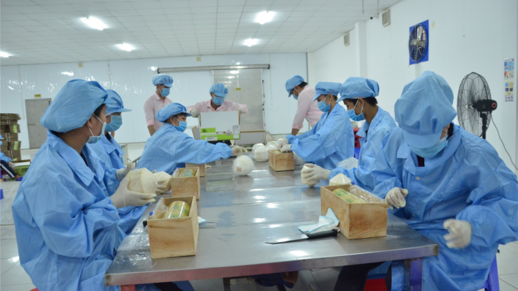 Bến Tre: Tích cực tháo gỡ khó khăn để sớm phục hồi ngành dừa (12/6/2023)