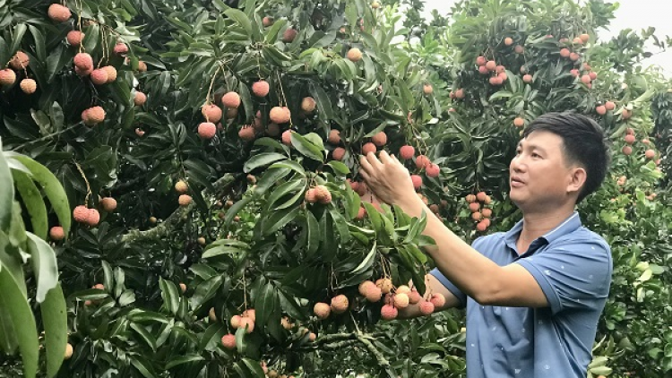 LỤC NGẠN – MÙA KHÔNG NGỦ (22/06/2023)