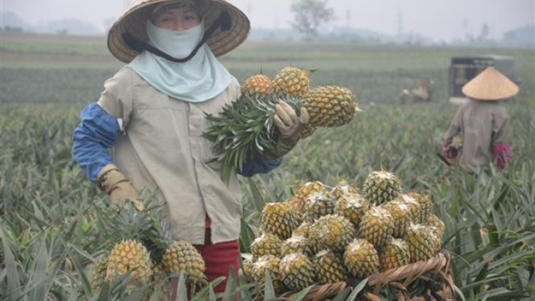 Người dân vùng Đồng Tháp Mười, tỉnh Tiền Giang đổi đời nhờ cây dứa (29/6/2023)