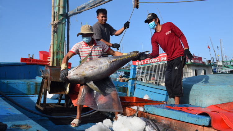 Bàn giải pháp triển khai thực hiện hệ thống truy xuất nguồn gốc thủy sản khai thác điện tử (12/6/2023)