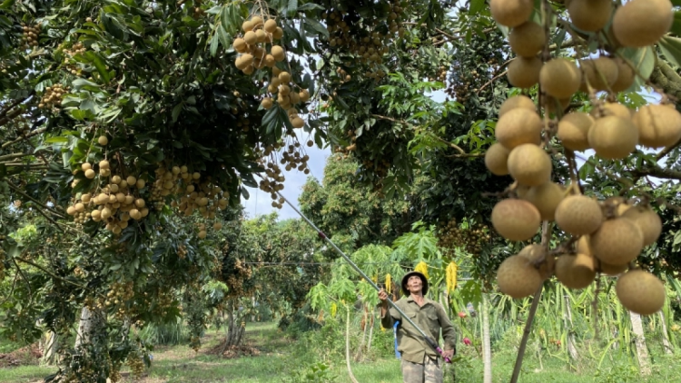 Nhãn Sông Mã đã mang đến niềm vui được mùa nơi biên cương Sơn La(26/7/2023)