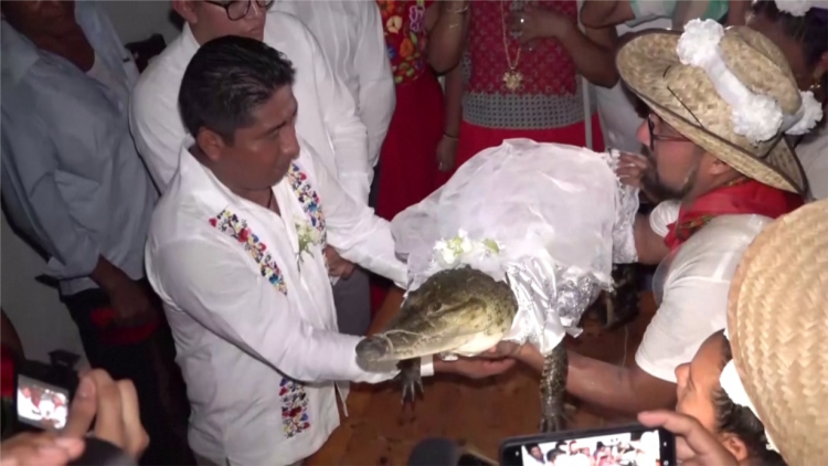 Mexico: Kỳ lạ hôn lễ truyền thống có lịch sử 230 năm giữa người và cá sấu (2/7/2023)