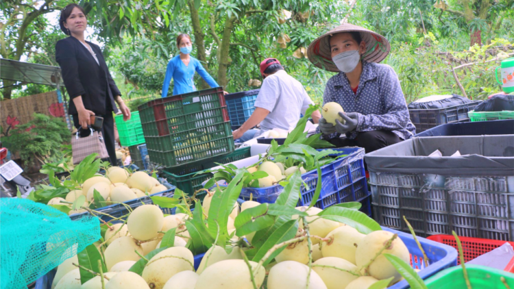 Đồng Tháp phấn đấu đến 2025 có trên 500 ha cây ăn trái trồng hữu cơ (18/7/2023)