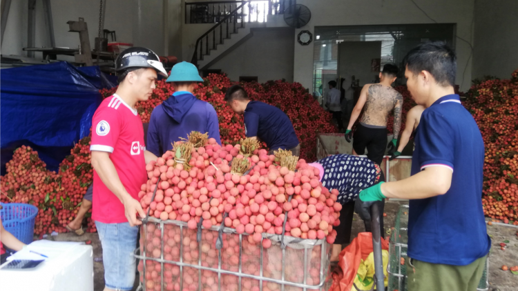 Bắc Giang: tiêu thụ vải thiều gắn với quảng bá thương hiệu (15/7/2023)
