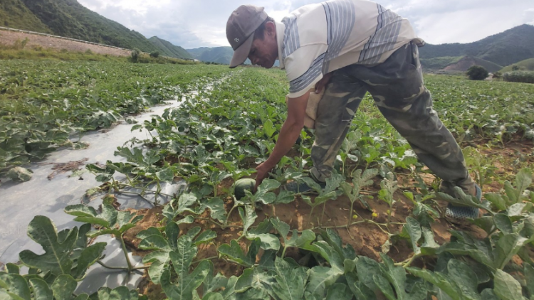 Nông dân Đà Nẵng chuyển đổi cây trồng mang lại hiệu quả cao (05/7/2023)