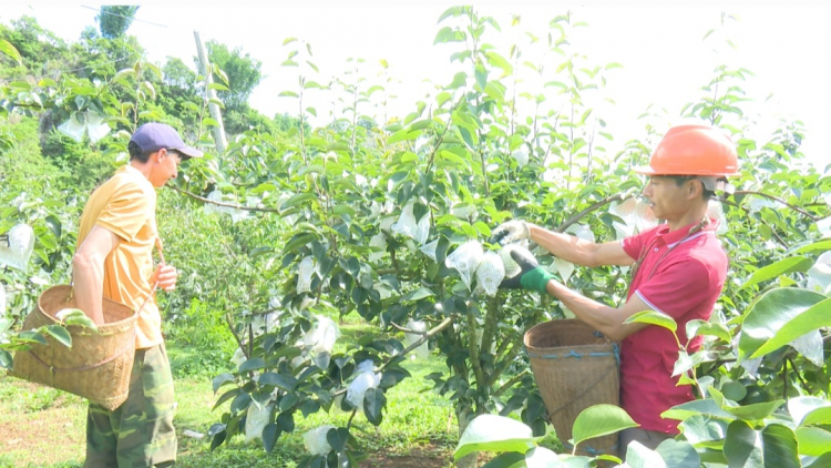 Mùa lê ở Phiêng Khoài (6/7/2023)