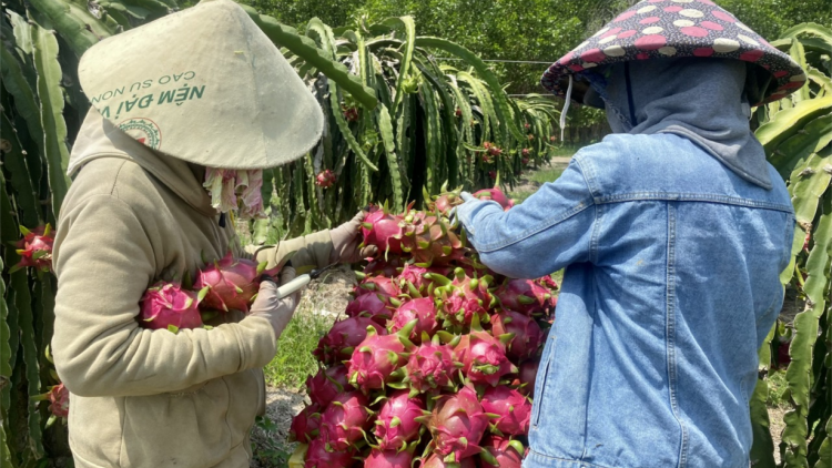 Thanh long chín  rụng đỏ vườn vì không ai thu mua (06/7/2023)