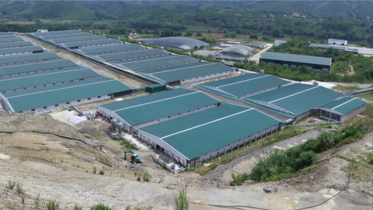 Trang trại lợn công nghệ cao lại gây mùi hôi thối (29/7/2023)