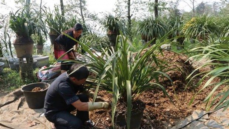 Lan tỏa phong trào lập thân, khởi nghiệp trong thanh niên ở vùng cao Lai Châu (31/7/2023)