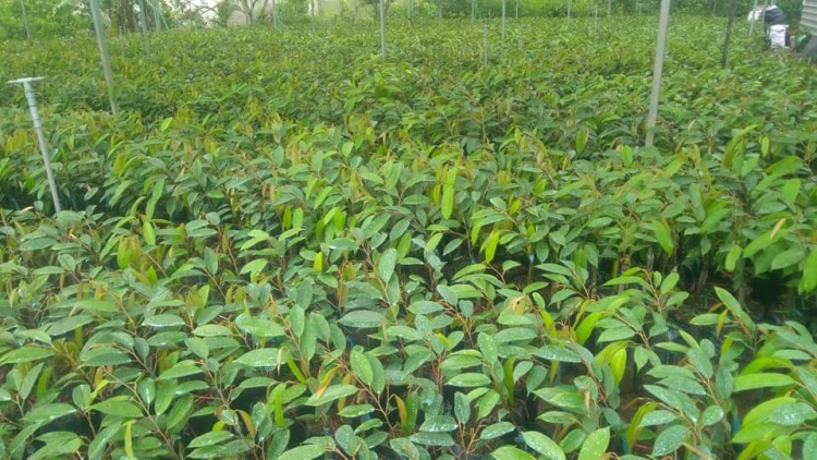 Khu vực phía Nam cần quan tâm quản lý, nâng cao chất lượng giống cây ăn trái (06/7/2023)
