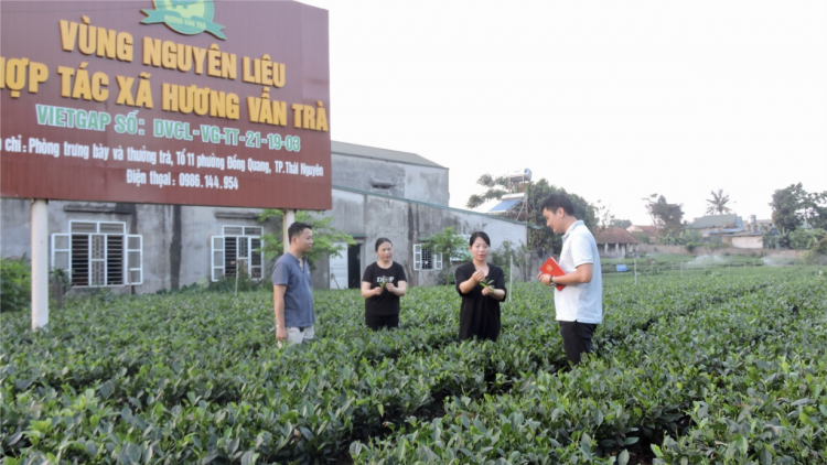 Thái Nguyên đa dạng các hướng sản xuất và tiêu thụ sản phẩm chè (11/7/2023)