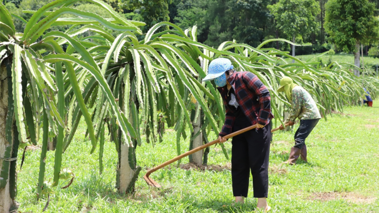 Hỗ trợ sinh kế, tạo động lực thoát nghèo ở vùng cao Thuận Châu, Sơn La (30/8/2023)