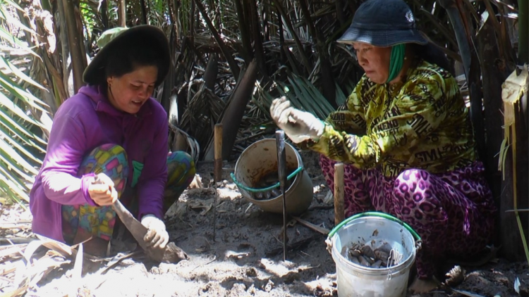 Bắt chem chép – Nét đặc sắc vùng quê Đầm Dơi Cà Mau (23/8/2023)