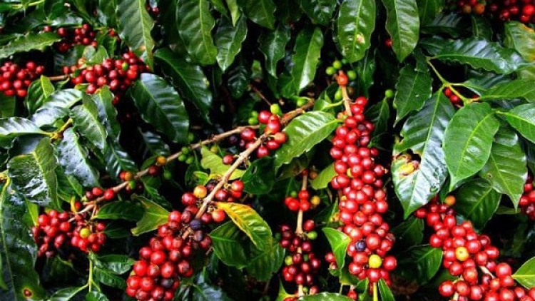 Nâng cao chất lượng, giá trị, vị thế và sức cạnh tranh của hạt cà phê robusta Việt Nam (01/08/2023)