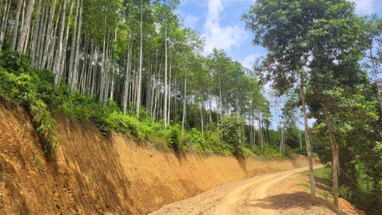 Bắc Kạn: Đầu tư hàng nghìn km đường lâm nghiệp để phát triển kinh tế rừng (10/8/2023)