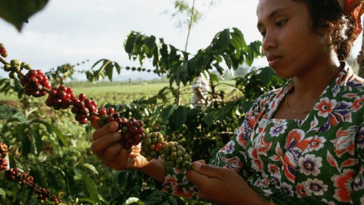 Vụ cà phê Indonesia đối mặt nguy cơ khô hạn do El Nino (14/8/2023)