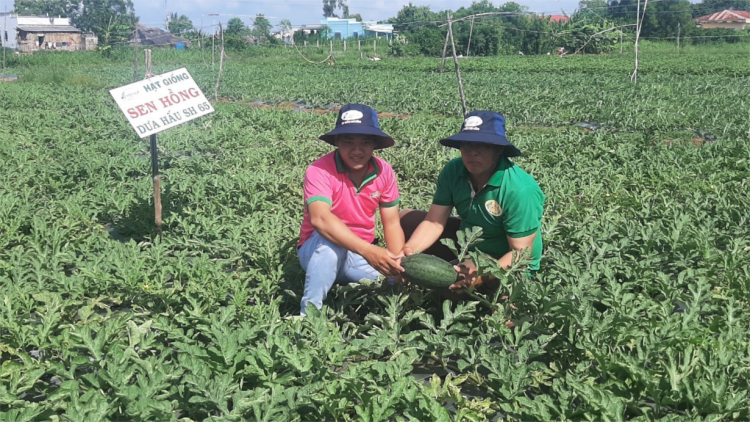 Tiền Giang: Trồng hoa màu giúp người dân vùng cù lao thoát nghèo. (26/8/2023)
