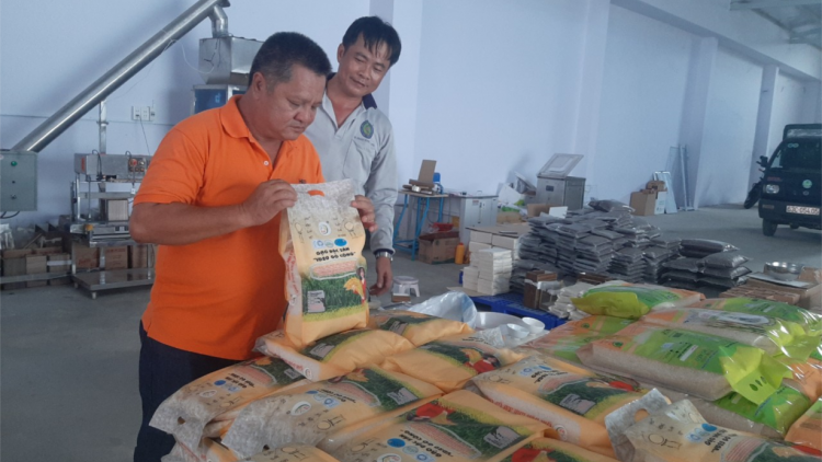 Tiền Giang: Nông dân thu hoạch vụ lúa Hè thu với niềm vui trúng giá (27/8/2023)