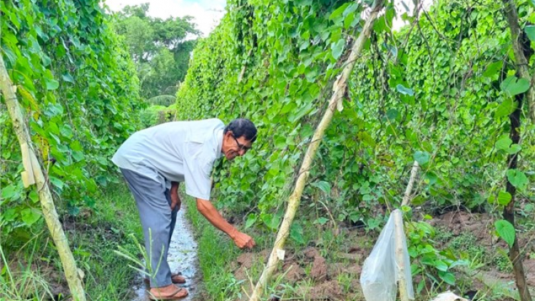 Niềm hạnh phúc của nông dân Cà Mau khi có thu nhập cao
nhờ trồng màu trên đất nhiễm mặn (27/9/2023)