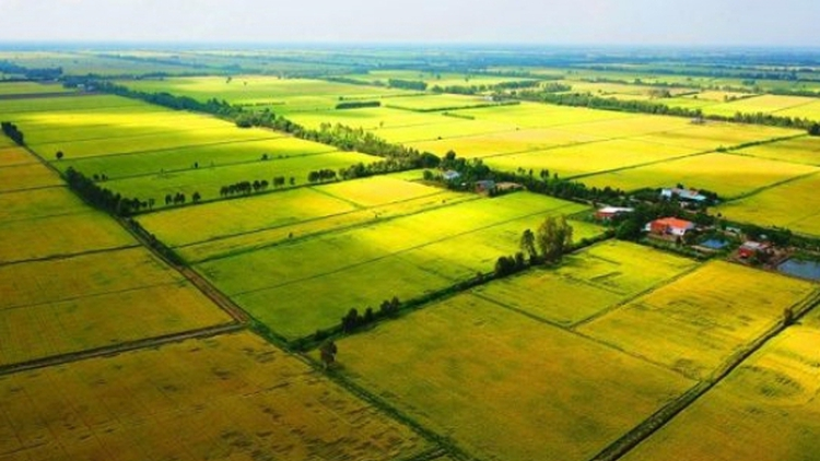 Quản lý nghiêm ngặt đất trồng lúa, tránh việc trục lợi chính sách (28/9/2023)