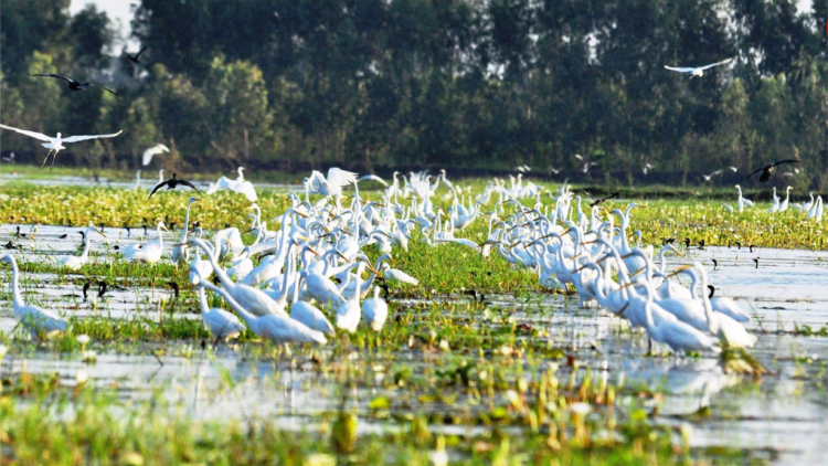 Cần làm gì để Việt Nam có thêm các khu Ramsar mới? (16/09/2023)