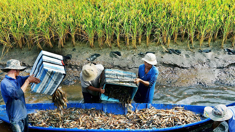 Nơi tôm lúa vươn tầm quốc tế tại tỉnh Cà Mau (15/9/2023)