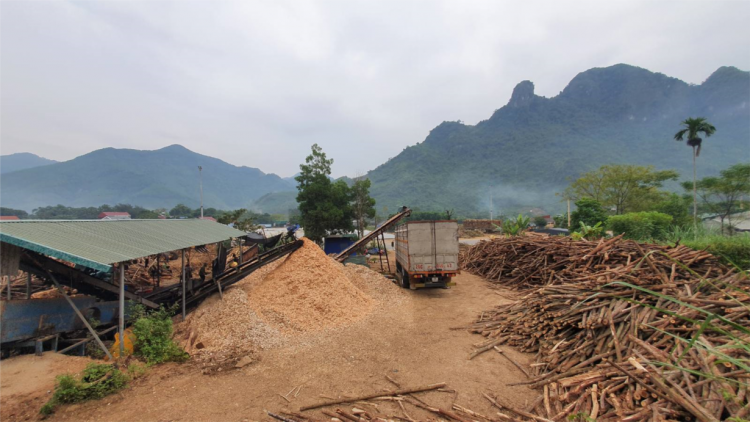 Bắc Kạn: Người trồng rừng và doanh nghiệp chế biến thất thế ngay trên “sân nhà” (26/09/2023)