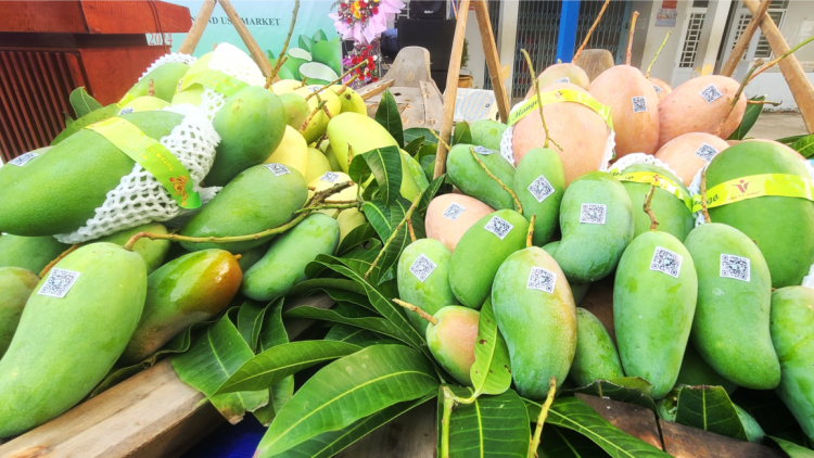 An Giang: Lễ công bố xuất khẩu lô xoài tượng da xanh đầu tiên sang thị trường Australia và Hoa Kỳ (05/01/2024)