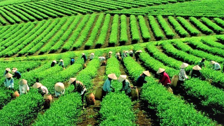 Nông nghiệp Lai Châu Bứt phá (05/01/2024)
