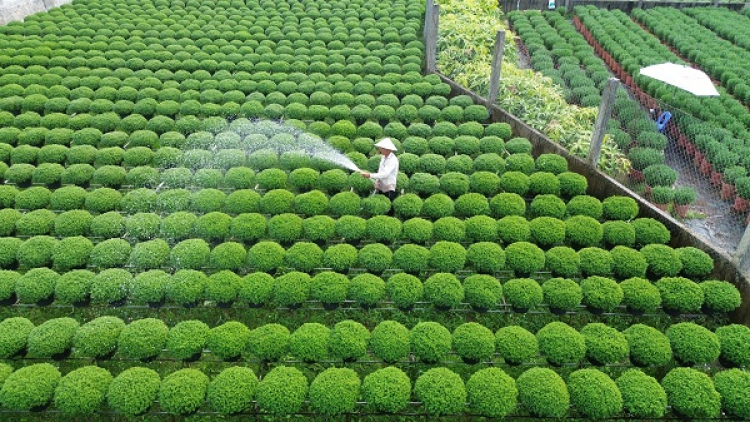 “Vương quốc hoa kiểng” Chợ Lách, tỉnh Bến Tre hối hả vụ mùa Tết (08/01/2023)