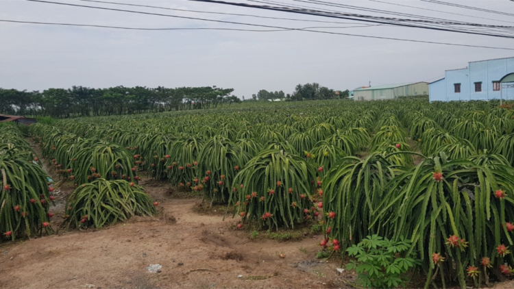 Tiền Giang: Gần 100.000 tấn trái cây đặc sản phục vụ Tết cổ truyền (14/01/2024)