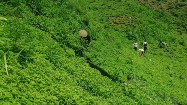 Cao Bằng: Phát huy hiệu quả kinh tế từ cây thạch đen (31/01/2024)
