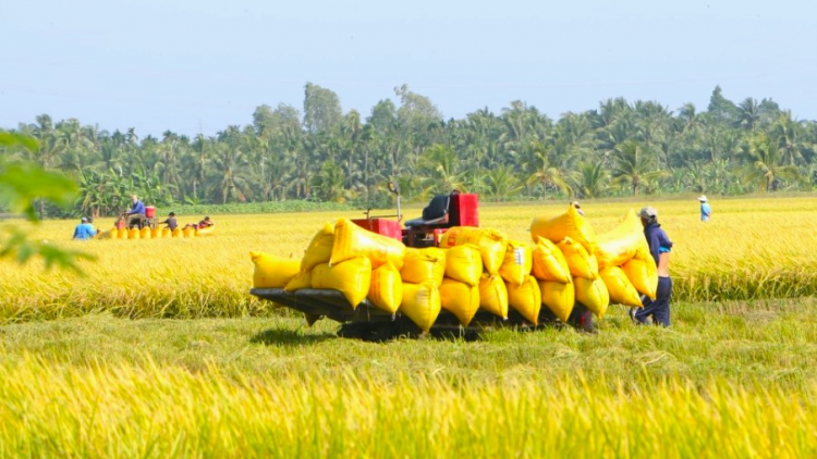 Liên kết trồng lúa vẫn dễ gẫy ở ĐBSCL – Bài toán hài hòa lợi ích cần giải quyết (18/1/2024)