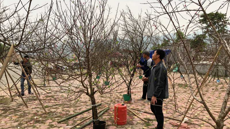 Hà Nội: Đào, quất Tết đua nhau xuống phố rực rỡ sắc màu (23/1/2024)