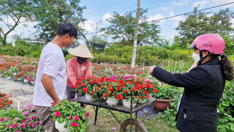Nông dân Duy Xuyên, Quảng Nam vào vụ hoa Tết (07/1/2024)
