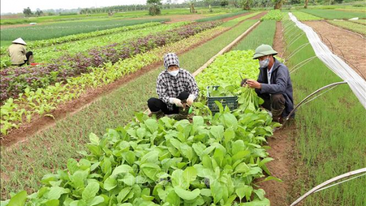 Đảm bảo nguồn cung rau xanh dịp Tết nguyên đán (23/1/2024)