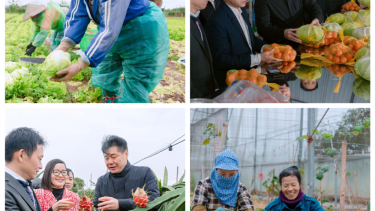 Khuyến nông và Jica giúp nông dân trồng rau quả sạch theo tiêu chuẩn Nhật cho dịp Tết (23/01/2024)