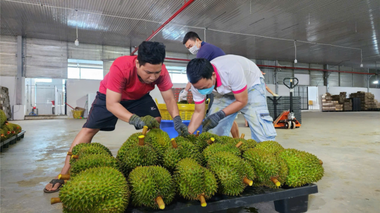 Đắk Lắk thêm một huyện được công nhận nhãn hiệu sầu riêng tập thể (29/10/2024)