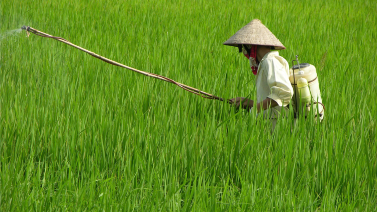 Hợp Tiến- Thái Bình: vì sao năng suất lúa vụ mùa giảm mạnh (24/10/2024)