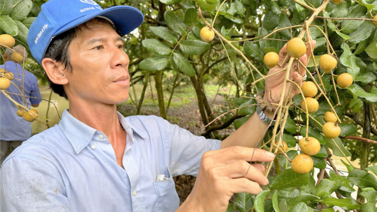 Xuất khẩu nông sản bứt phá từ chuỗi liên kết vùng nguyên liệu. (31/10/2024)