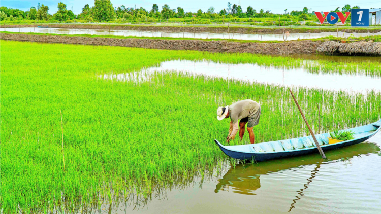 Cà Mau: Thuận lợi xuống giống vụ lúa trên đất nuôi tôm (07/10/2024)