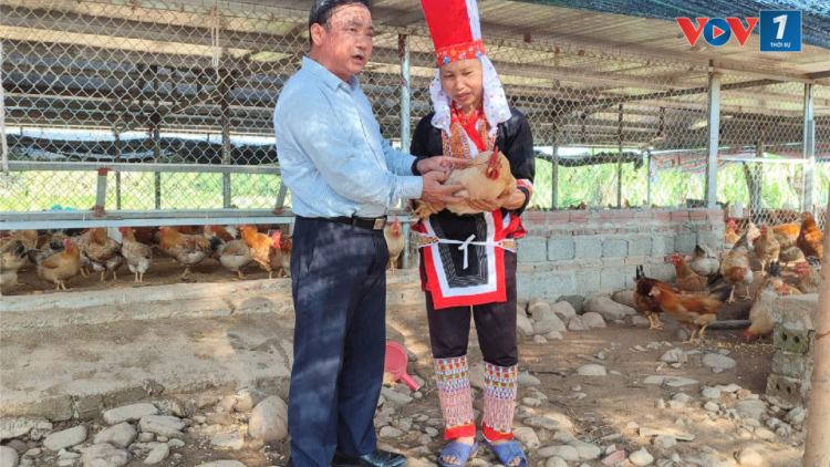 Nguy cơ thiếu gà Tiên Yên dịp Tết Nguyên đán 2025 (31/10/2024)