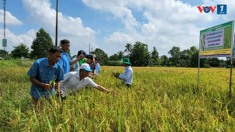 Hậu Giang: Ứng dụng nấm trắng, nấm xanh phòng trừ sinh vật gây hại trên lúa mang lại hiệu quả cao (24/10/2024)