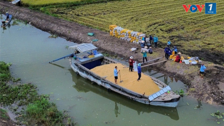 Tiền Giang: Các doanh nghiệp xuất khẩu gạo đến 20 quốc gia, vùng lãnh thổ trên thế giới (29/10/2024)