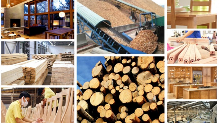 Cân đối nguồn nguyên liệu gỗ phục vụ chế biến và xuất khẩu sau thiệt hại của bão số 3 (20/10/2024)