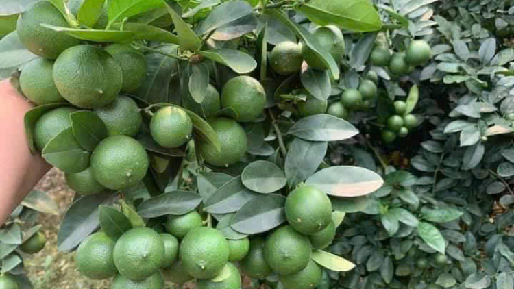 Tiền Giang: Trái chanh giảm giá sâu, nhà vườn kém vui (13/10/2024)