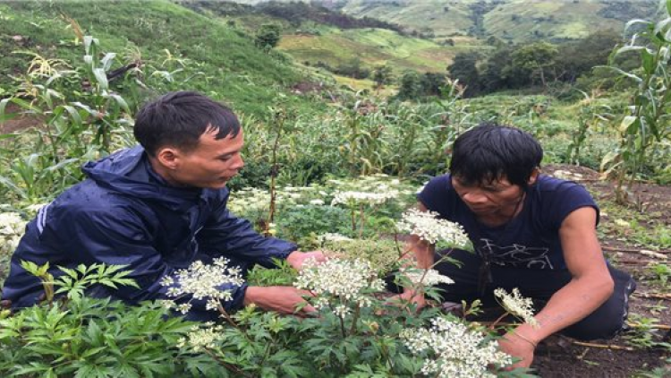 Mô hình Phát triển cây dược liệu, chìa khoá thoát nghèo của người Xơ Đăng (23/10/2024)