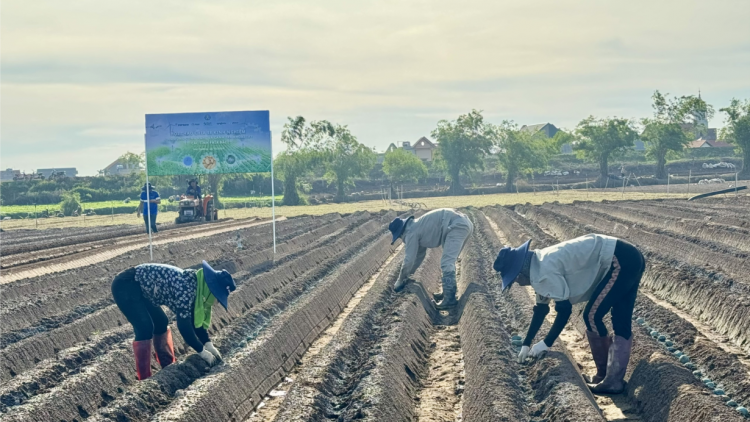 Liên kết trồng khoai tây công nghệ cao: tiềm năng cho vụ Đông ở miền Bắc (01/11/2024)